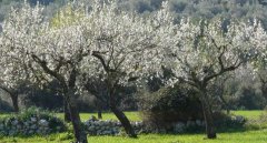 ametlers florits.jpg, 74 KB