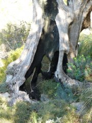 escorca006.jpg, 87 KB