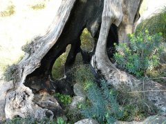 escorca008.jpg, 105 KB