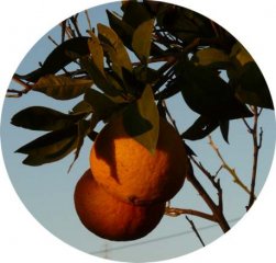 taronja.jpg, 31 KB
